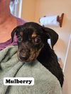 adoptable Dog in  named Berry Patch : Mulberry