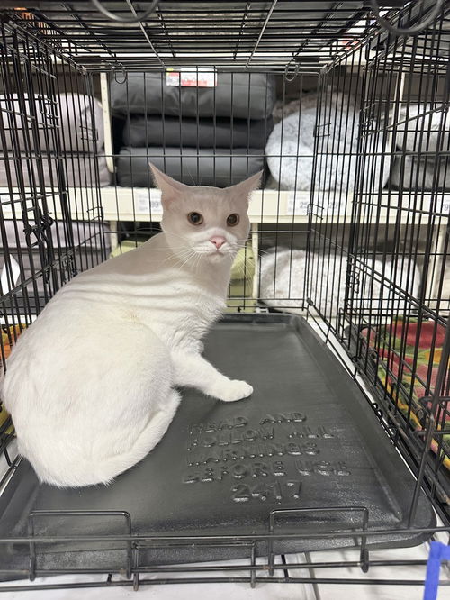 picture of the cat needing adoption