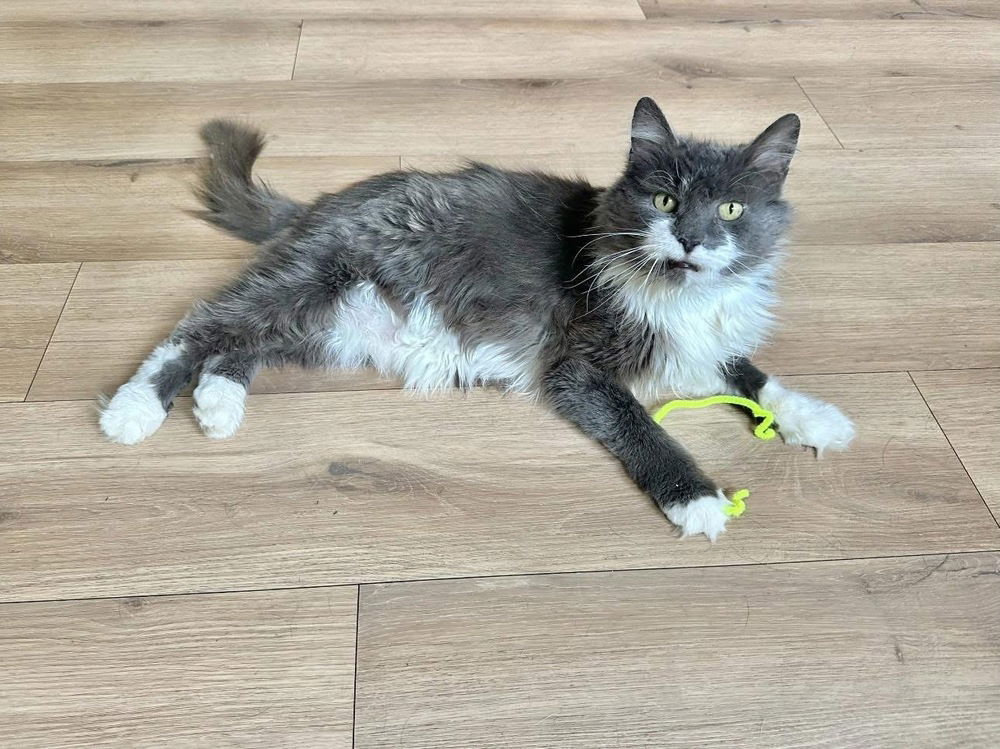 adoptable Cat in Aurora, IN named Blanche Kitty