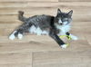 adoptable Cat in Aurora, IN named Blanche Kitty