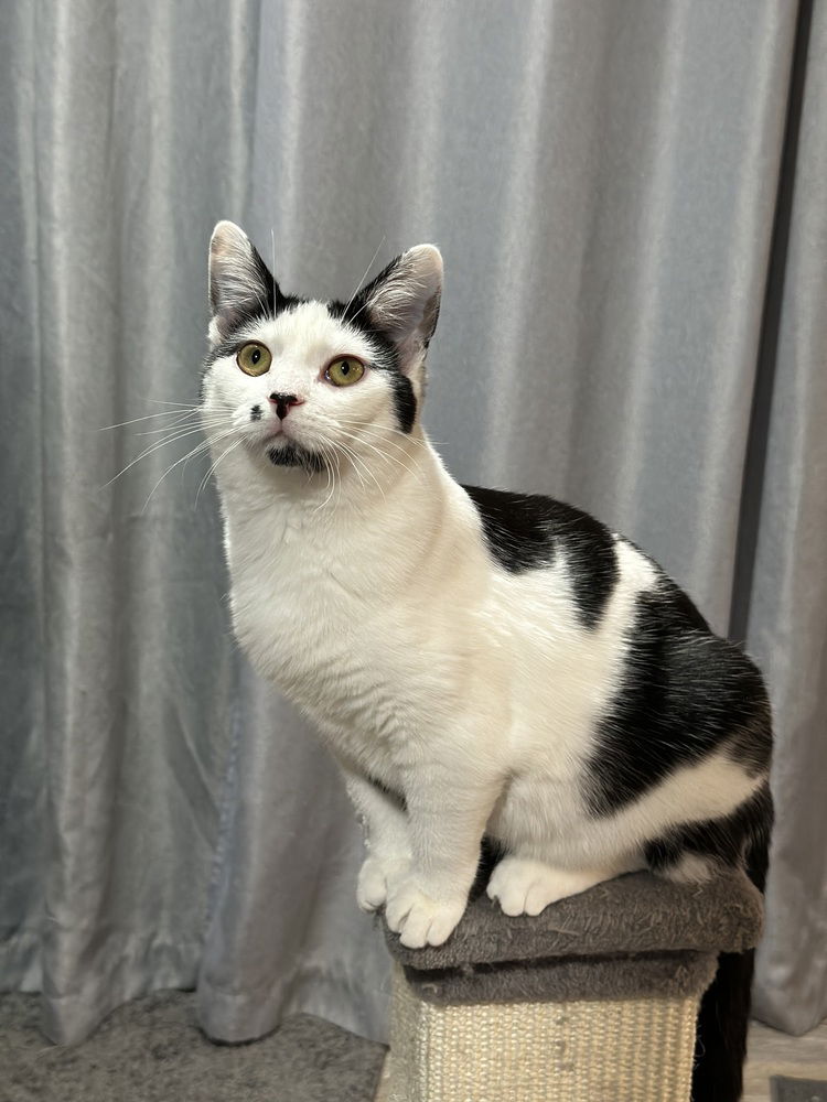 adoptable Cat in Aurora, IN named Godiva Kitty