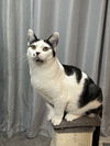 adoptable Cat in aurora, IN named Godiva Kitty