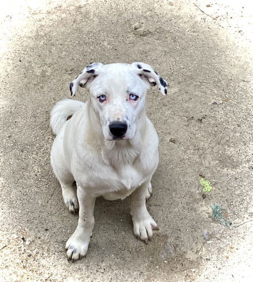 picture of the dog needing adoption