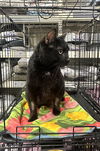 adoptable Cat in  named Hogans : Fat Man