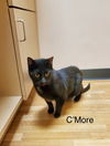 adoptable Cat in aurora, IN named Hogans : CâMore