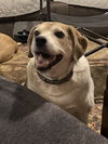 adoptable Dog in  named Big Ed