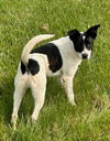 adoptable Dog in aurora, IN named Marion Js : Jagger