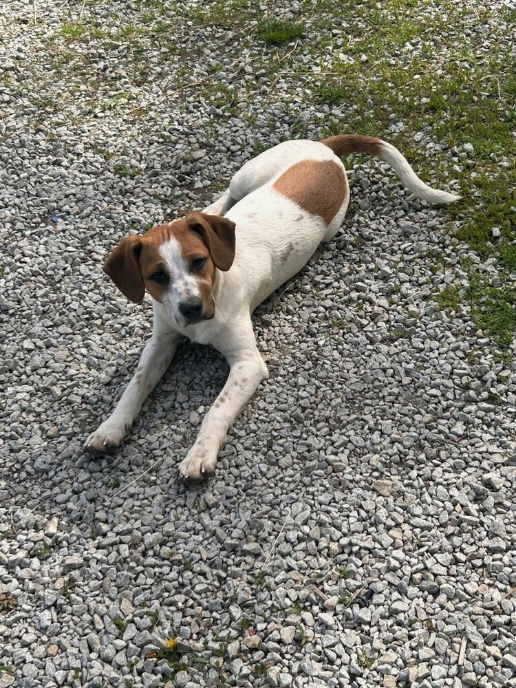 adoptable Dog in Aurora, IN named Marion Js : Jack