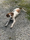adoptable Dog in  named Marion Js : Jack