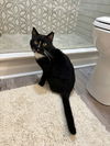 adoptable Cat in Aurora, IN named Big Poppa Kitty