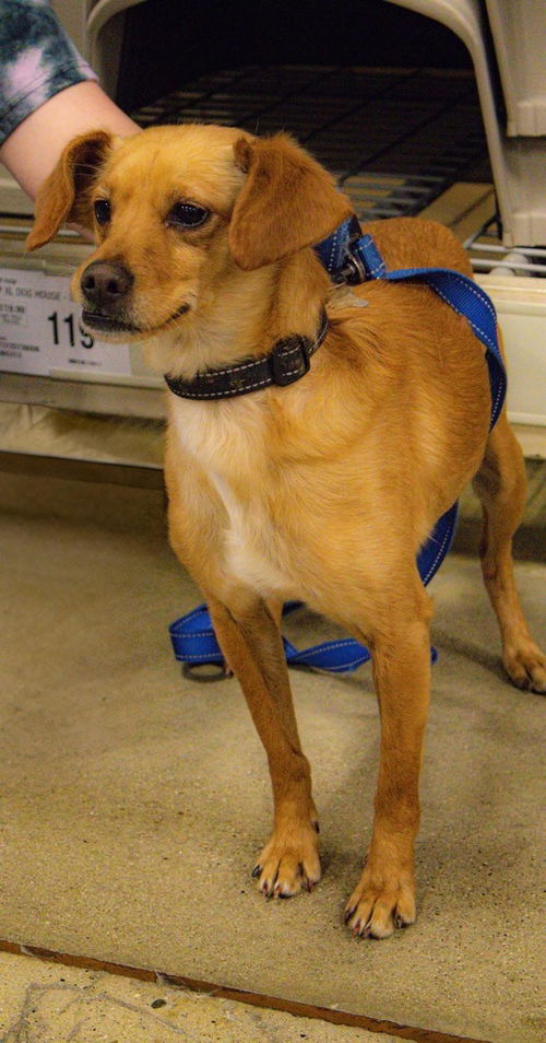 picture of the dog needing adoption