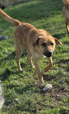 adoptable Dog in aurora, IN named Patriot Babies : Shep