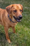 adoptable Dog in aurora, IN named Patriot Babies : Toby