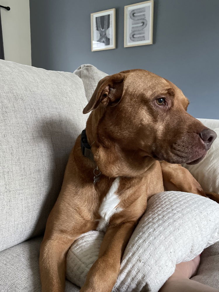 adoptable Dog in Aurora, IN named JT