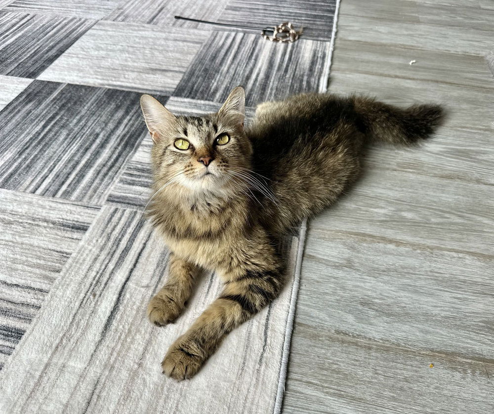 adoptable Cat in Aurora, IN named Aries Kitty