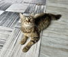 adoptable Cat in  named Aries Kitty