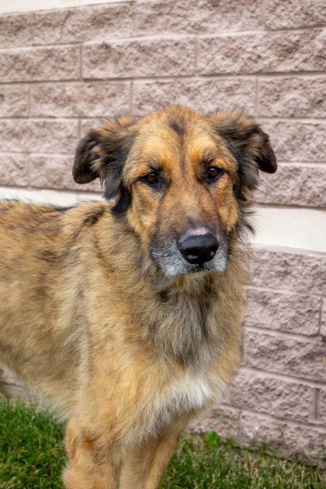 adoptable Dog in Aurora, IN named Ares