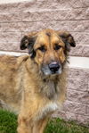 adoptable Dog in  named Ares