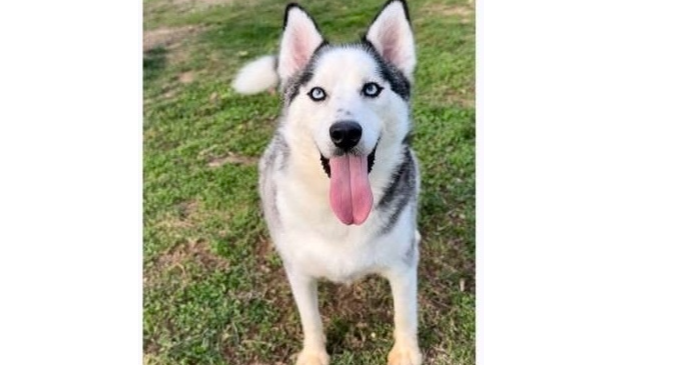 adoptable Dog in Aurora, IN named Luka Vaughn