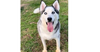 adoptable Dog in aurora, IN named Luka Vaughn