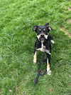 adoptable Dog in  named Katy Roo