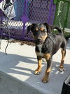 adoptable Dog in Aurora, IN named Agents : Natasha Black Widow