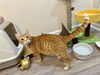 adoptable Cat in aurora, IN named Pancake Kitty