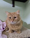 adoptable Cat in aurora, IN named Fritter Kitty