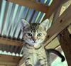 adoptable Cat in aurora, IN named Pancake : Bisquick