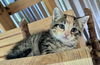 adoptable Cat in aurora, IN named Pancake : Blueberry