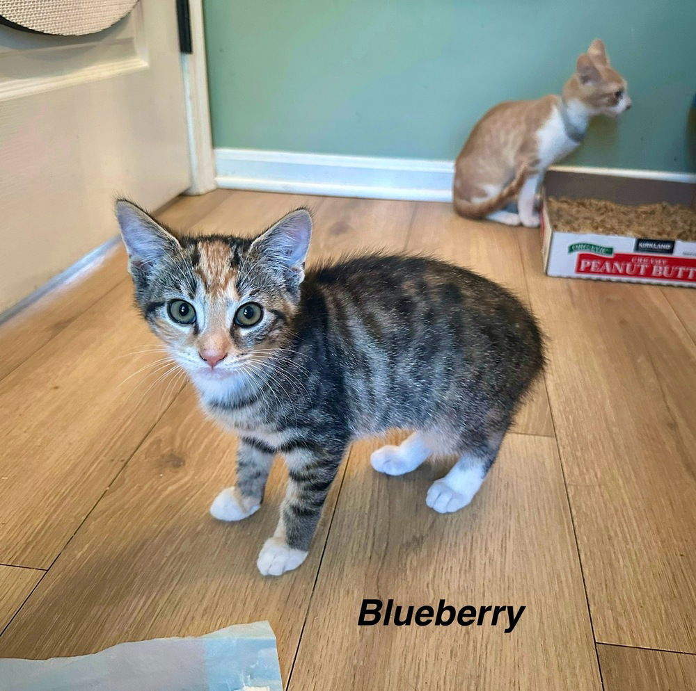 adoptable Cat in Aurora, IN named Pancake : Blueberry