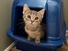 adoptable Cat in aurora, IN named Pancake : Waffle