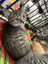 adoptable Cat in aurora, IN named Tabbys : Tora