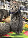 adoptable Cat in aurora, IN named Tabbys : Bruno
