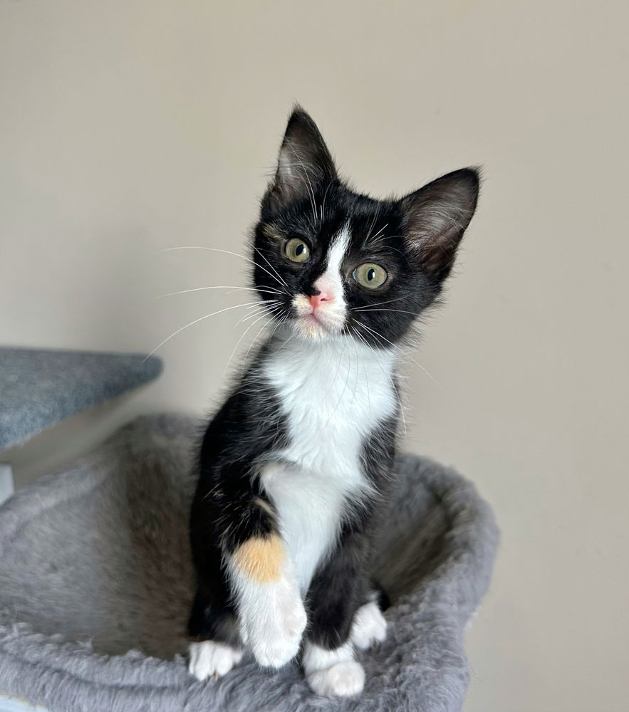 adoptable Cat in Aurora, IN named Aries : Anastasia