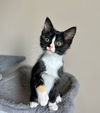 adoptable Cat in Aurora, IN named Aries : Anastasia
