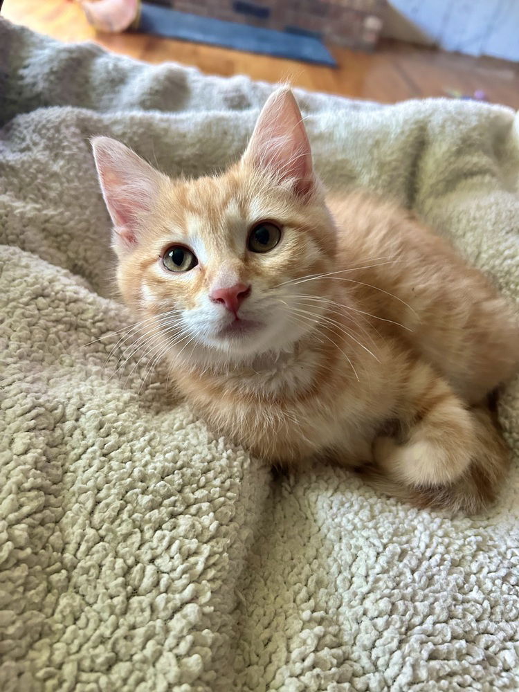 adoptable Cat in Aurora, IN named Pokemon : Bulbasoaur