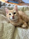 adoptable Cat in aurora, IN named Pokemon : Bulbasoaur