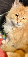 adoptable Cat in  named Pokemon : Evie