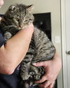 adoptable Cat in aurora, IN named Masons : Lucky