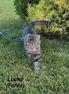 Masons : Lucky - Photo 1