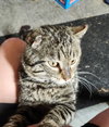 Masons : Lucky - Photo 4