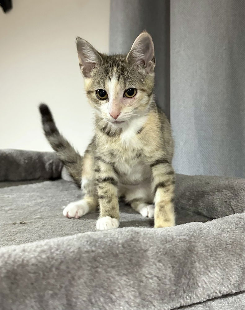 adoptable Cat in Aurora, IN named CF Kitties : Mickey