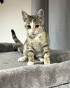 adoptable Cat in aurora, IN named CF Kitties : Mickey