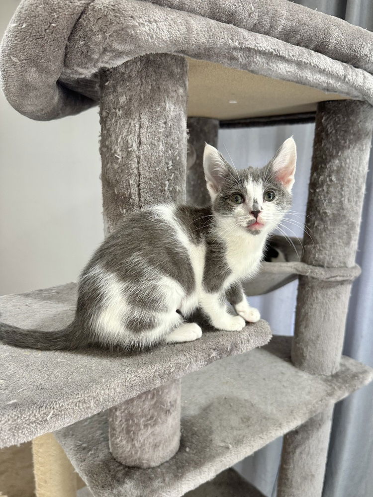 adoptable Cat in Aurora, IN named CF Kitties : Sharon