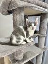 adoptable Cat in aurora, IN named CF Kitties : Sharon