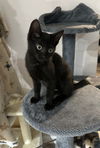 adoptable Cat in aurora, IN named CF Kitties : Eve