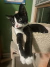 adoptable Cat in aurora, IN named Seventys Kitties : Lucy