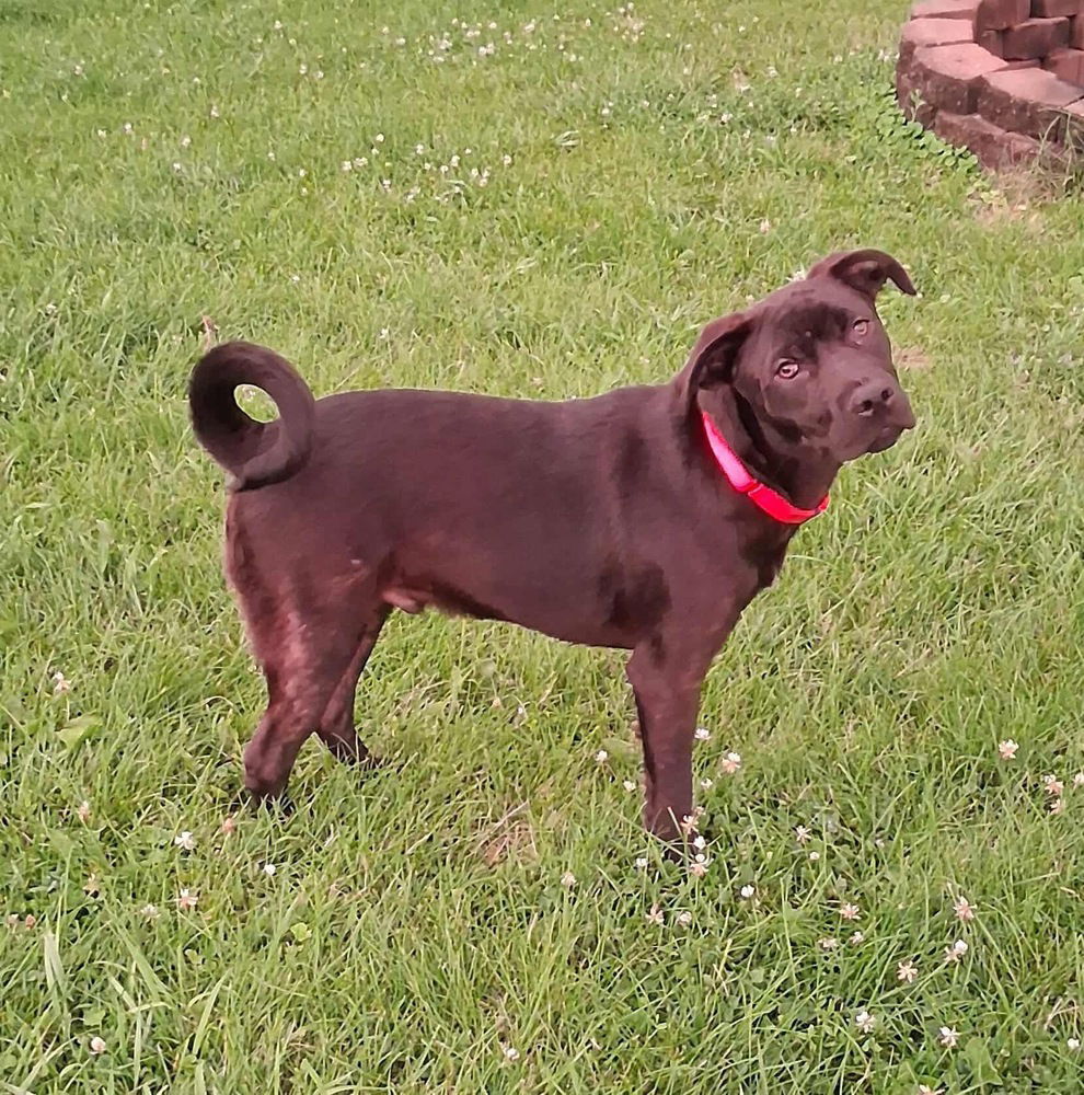 adoptable Dog in Aurora, IN named HH : Hero
