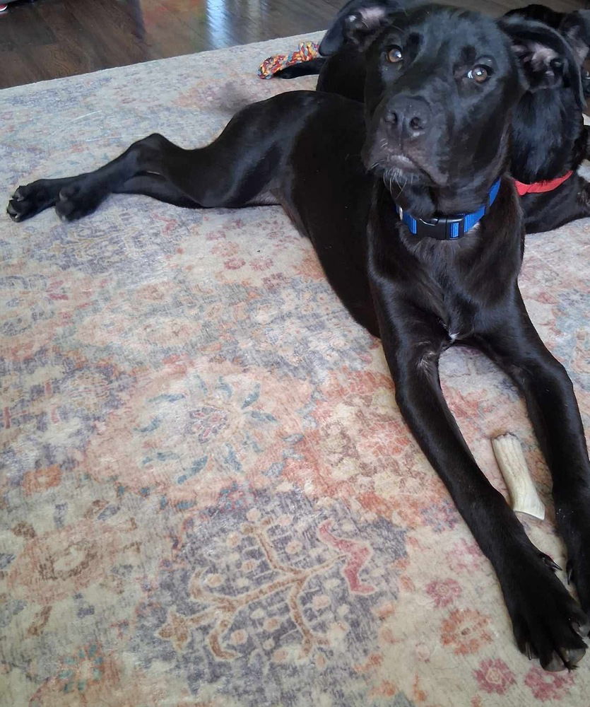 adoptable Dog in Aurora, IN named HH : Hemi